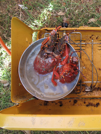 Boiling up Crayfish