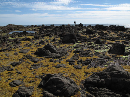 Reef on Great Barrier Island