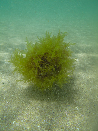 Seaweed Ball